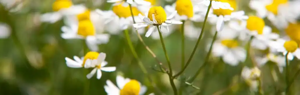 Етерично масло от немска лайка – ползи и приложения image