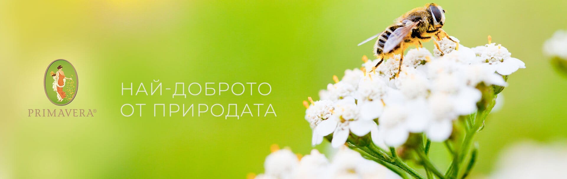 Етерично масло то Мента - Ползи и Приложения image 107