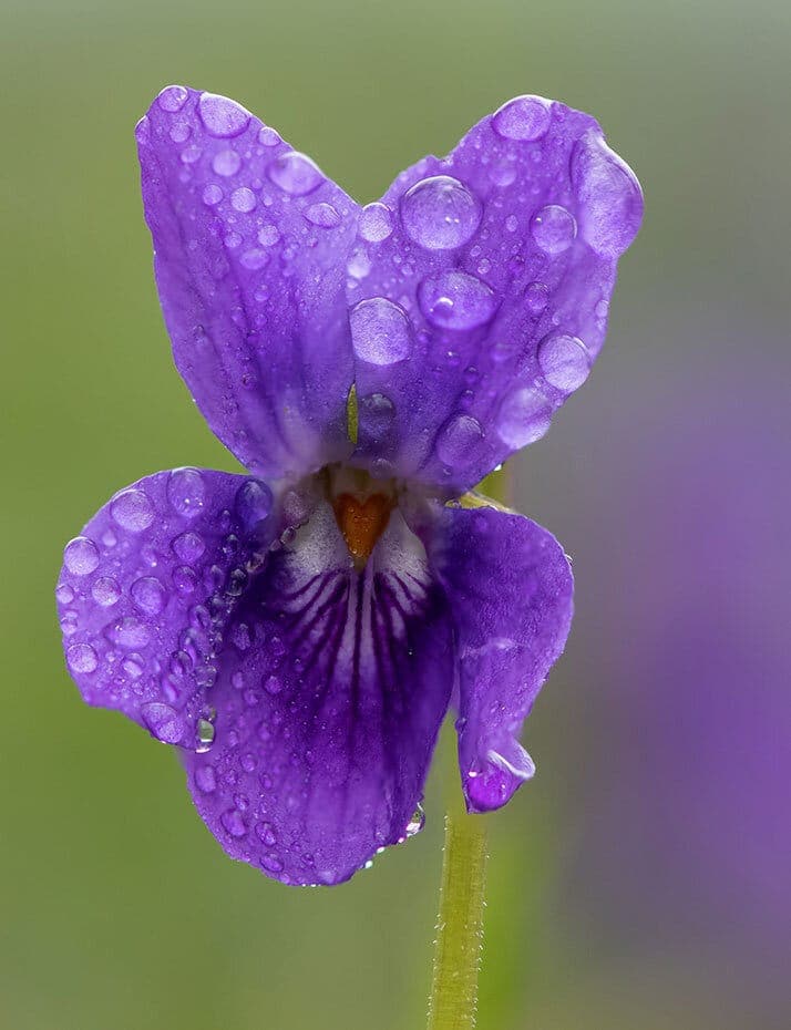 Горска Теменуга абсолю - нежната виолетова магия image 113