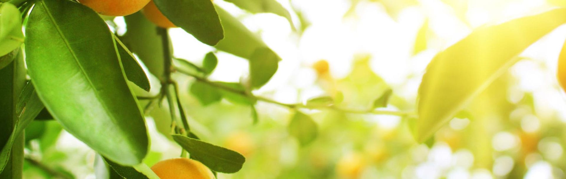 Масло от Манго - за красива кожа и коса Banner-mango-tree