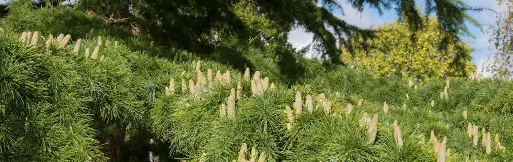Етерично масло от хималайски кедър – ползи и приложения ЕТЕРИЧНО МАСЛО ОТ ХИМАЛАЙСКИ КЕДЪР - ПОЛЗИ И ПРИЛОЖЕНИЯ