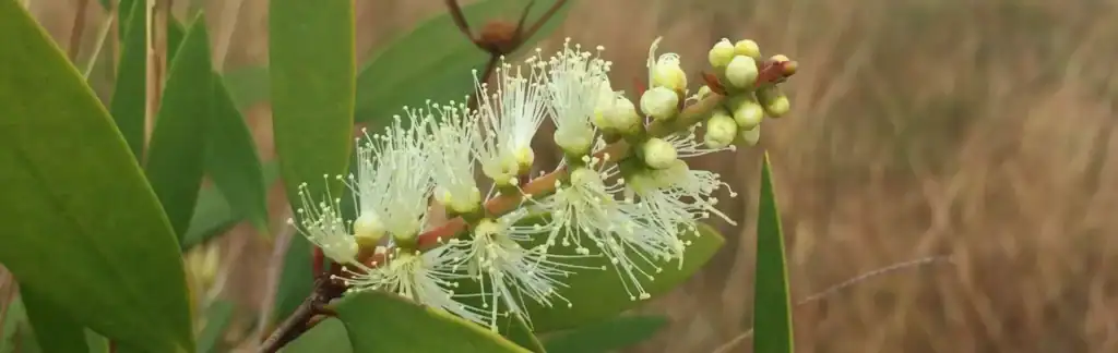 Етерично масло от каяпут – ползи и приложения image 36