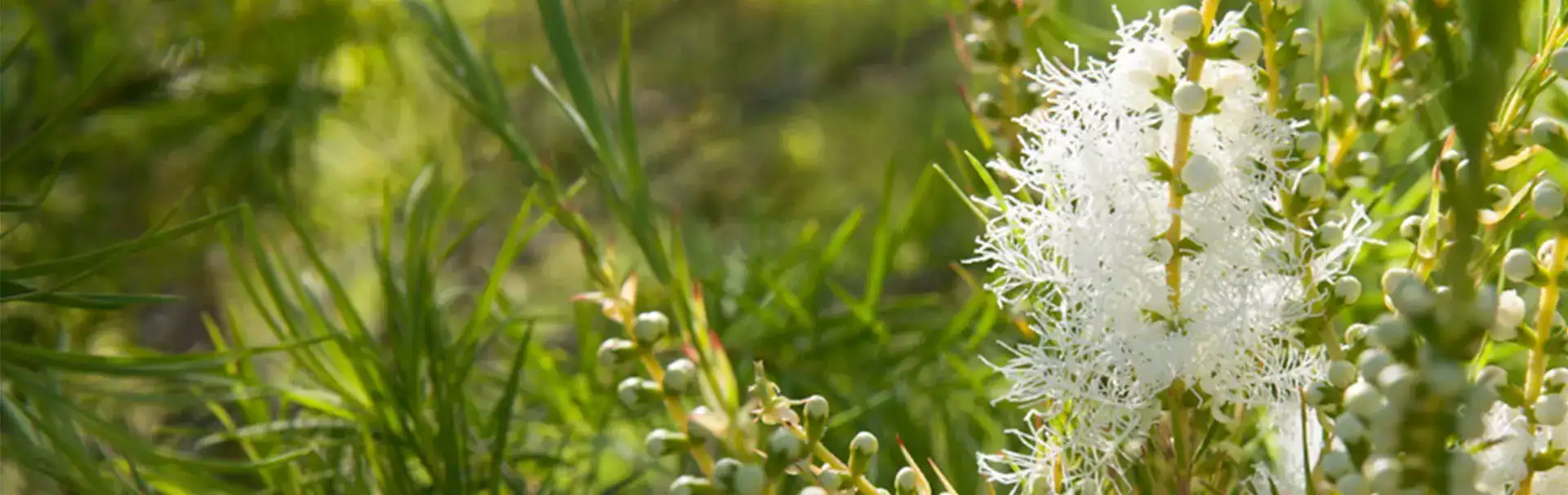 Етеричното масло от Чаено дърво - приложения и ползи image 41