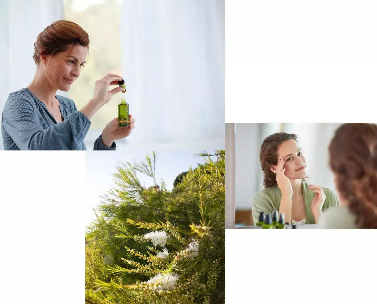 Етеричното масло от Чаено дърво - приложения и ползи image 42