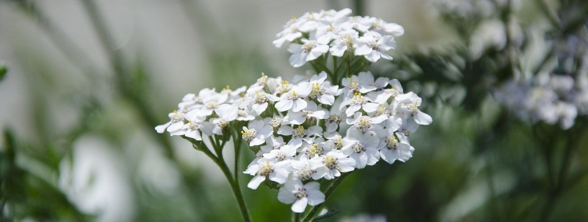 Етерично масло от бял равнец – ползи и приложения image 74