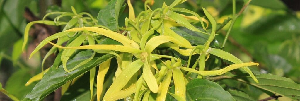 Етерично масло от иланг-иланг – ползи и приложения image 75