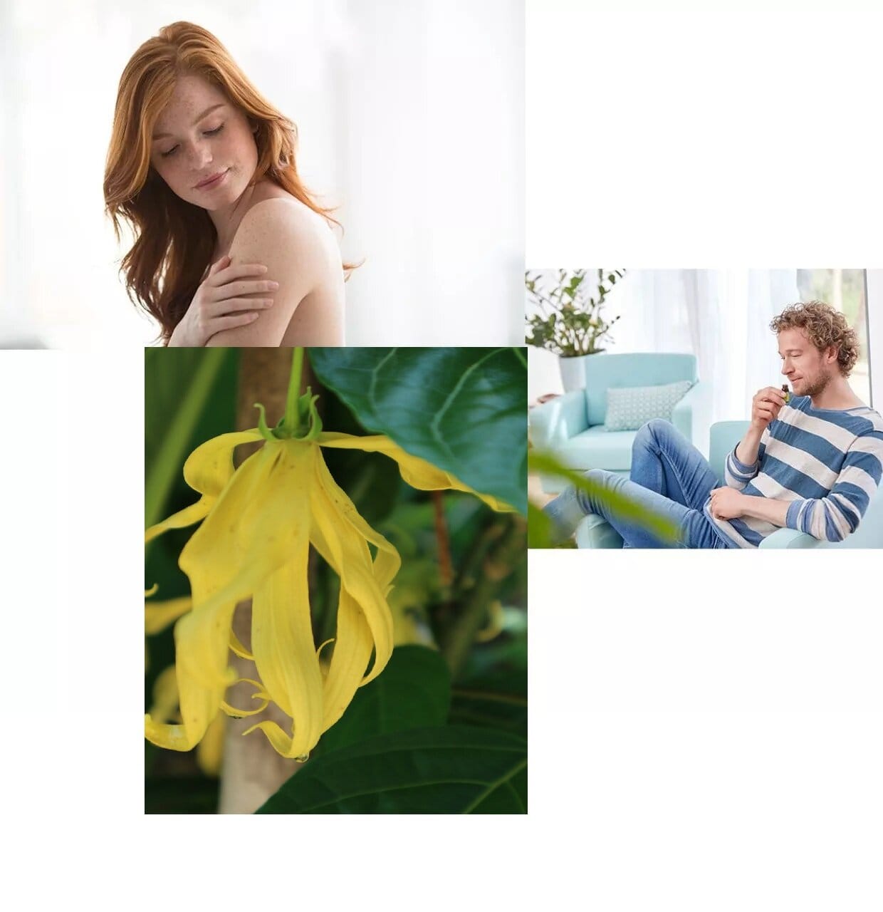 Етерично масло от иланг-иланг – ползи и приложения ЕТЕРИЧНО МАСЛО ОТ ИЛАНГ-ИЛАНГ - ПОЛЗИ И ПРИЛОЖЕНИЯ