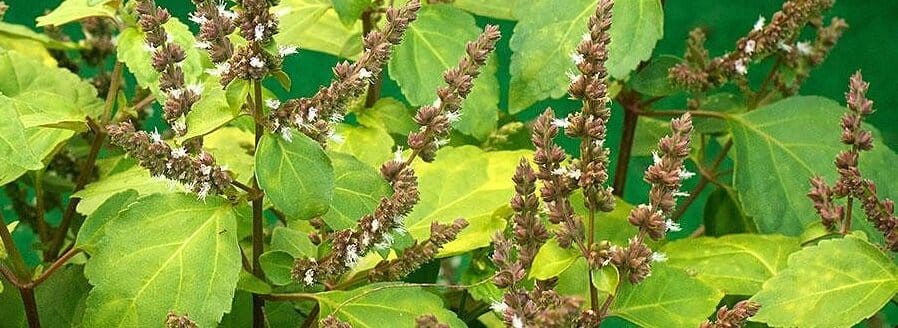 Етерично масло от пачули – ползи и приложение image 79