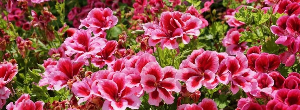 ЕТЕРИЧНО МАСЛО ОТ РОУЗ ГЕРАНИУМ - ПОЛЗИ И ПРИЛОЖЕНИЯ