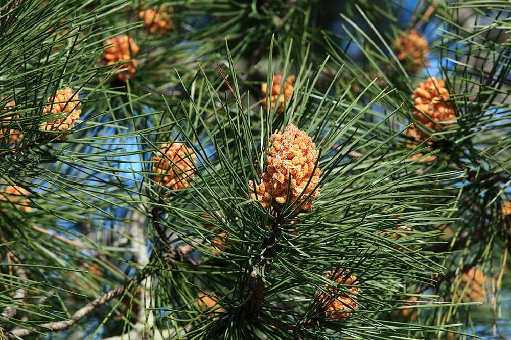 Масло от Бор - Древното лечебно растение image 99