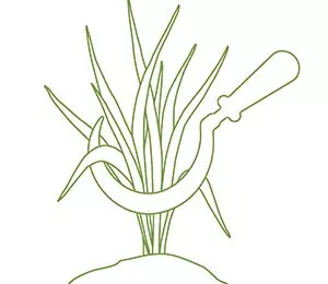 pflanzenteil icon jpg